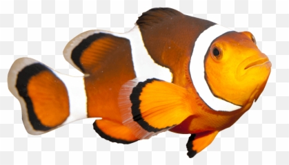 Clownfish Fish - Fish Coral Reef Transparent Background Emoji,Clown Fish Emoji