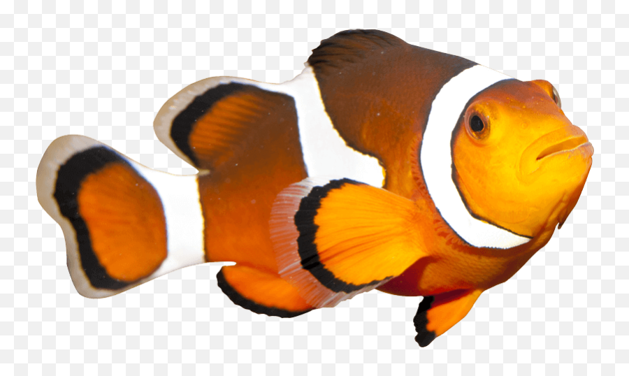 Clownfish Fish - Fish Coral Reef Transparent Background Emoji,Clown Fish Emoji