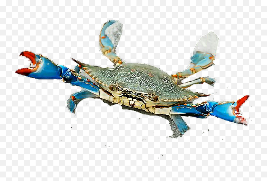 Crab Bluecrab - Sticker By Taliafera Blue Crab Emoji,Crab Emoji