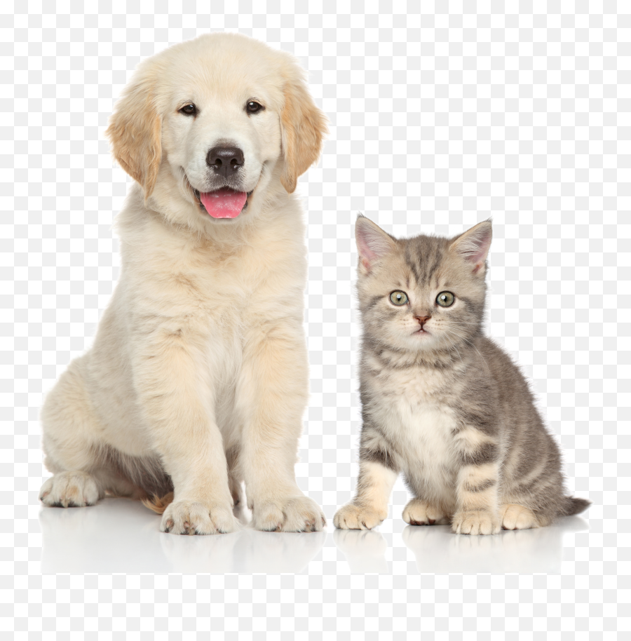 Download And Sitting Pet Dog Cat Kitten Clipart Png Free Emoji,Kitten Emoticon