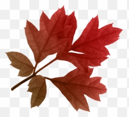 Download Autumn Png Leaf Hq Image - Real Leaves No Background Emoji