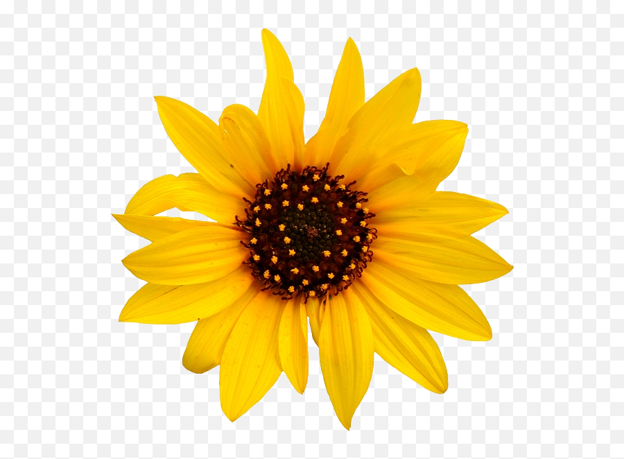 Sunflower Transparent Png - Transparent Background Sunflower Stickers Vsco Emoji,Sunflower Emoji