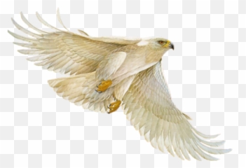 Hawk Falcon Eagle Freetoedit - Lindos Bay Emoji