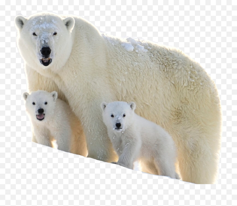 Bear Polar Bear Bears Cubs Babies Sticker By Lily - Polar Bear Emoji,Polar Bear Emoji