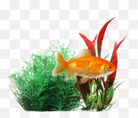 Transparent Background Fish Png - Aquarium Fish Images Png Emoji,Goldfish Emoji