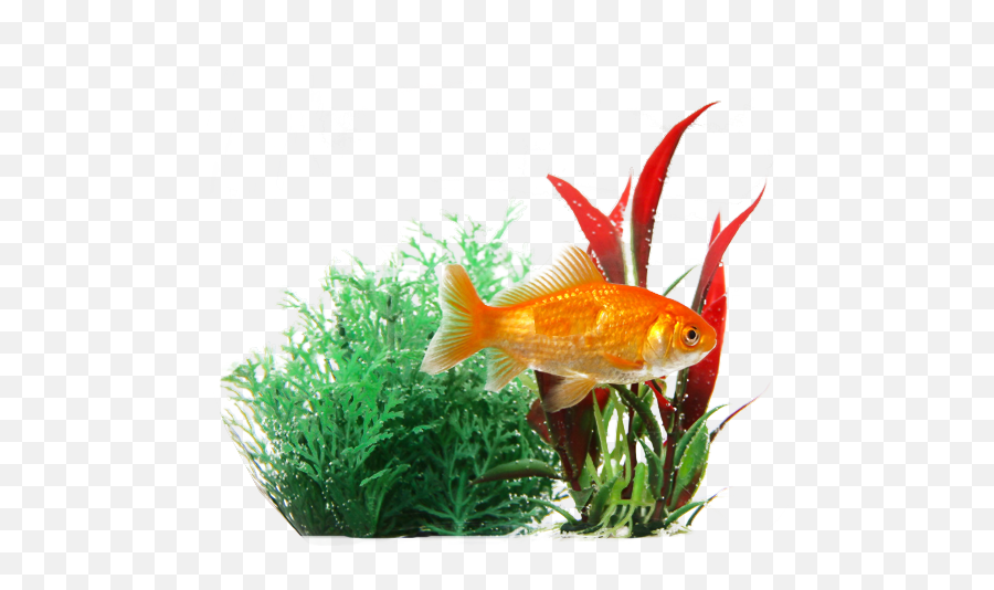 Transparent Background Fish Png - Aquarium Fish Images Png Emoji,Goldfish Emoji