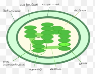 Chlorophyll In Plants Diagram Emoji,Emoji Translation