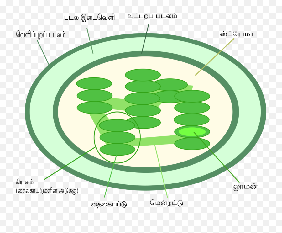 Chlorophyll In Plants Diagram Emoji,Emoji Translation