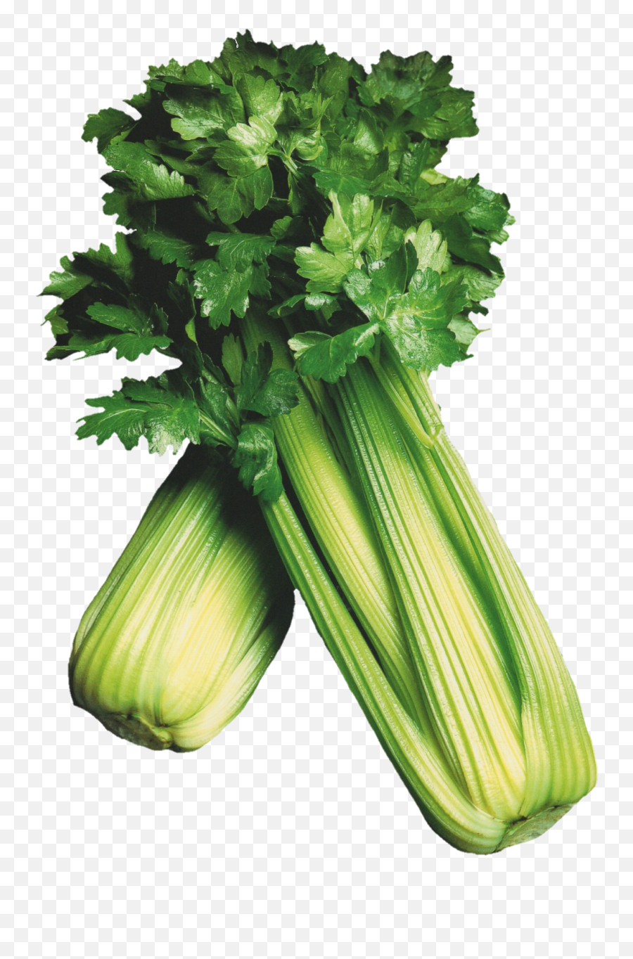 Trending Celery Stickers - Cruciferous Vegetables Emoji,Celery Emoji
