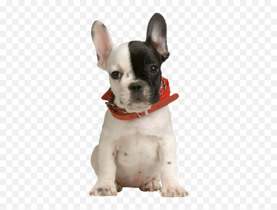 Dog Png - Puppy Clipart Transparent Emoji,French Bulldog Emoji
