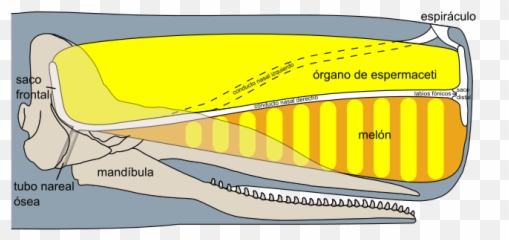 Sperm Whale Head Anatomy - Cachalote Anatomia Emoji