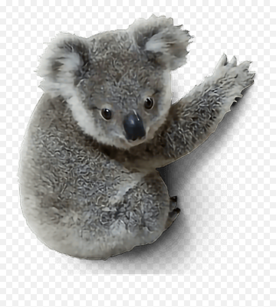 Of Free - Baby Koala With Big Eyes Emoji,Koala Emojis