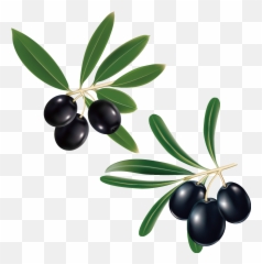 Grape Clipart Olive Grape Olive Transparent Free For - Clipart Olive Branch Transparent Background Emoji,Olive Branch Emoji
