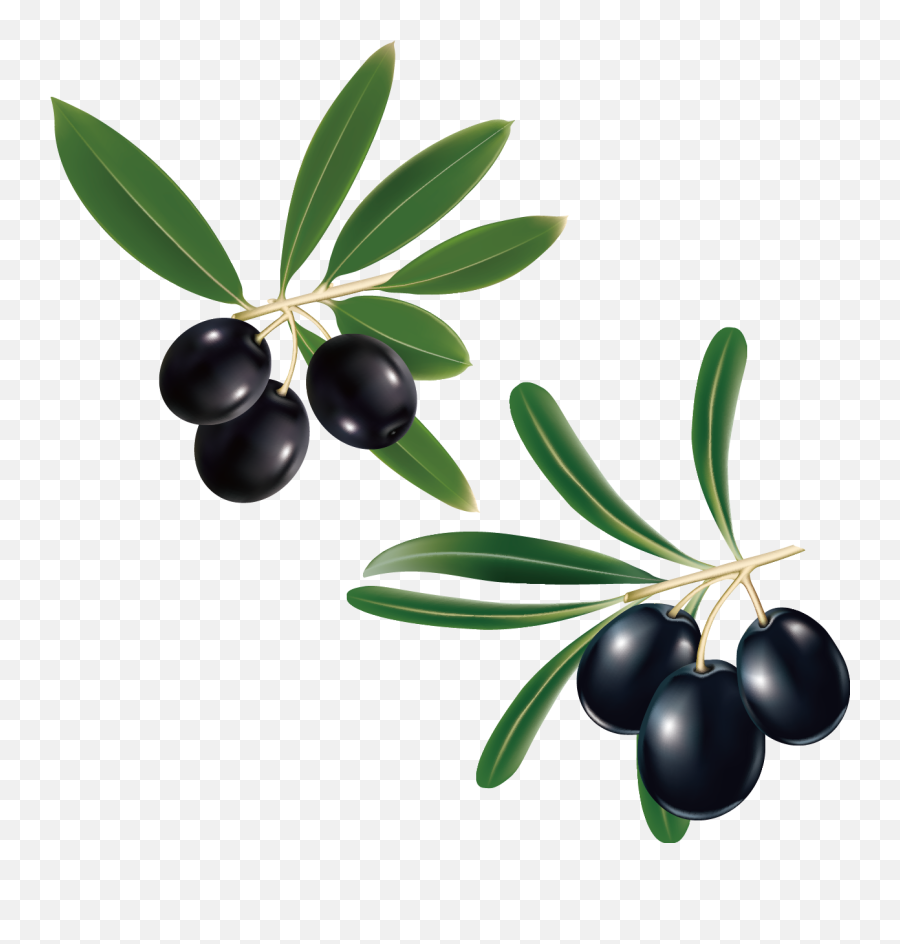 Grape Clipart Olive Grape Olive Transparent Free For - Clipart Olive Branch Transparent Background Emoji,Olive Branch Emoji