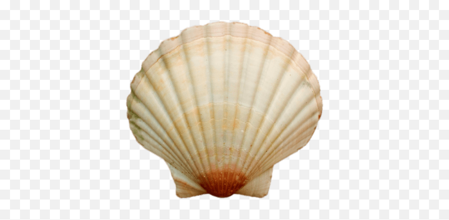 Sea Shell Stickers - Sea Shell Png Emoji,Seashell Emoji