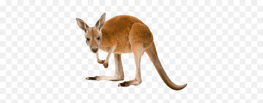 Kangaroos Transparent Png Images - Stickpng Kangaroo Png Emoji,Kangaroo Emoji