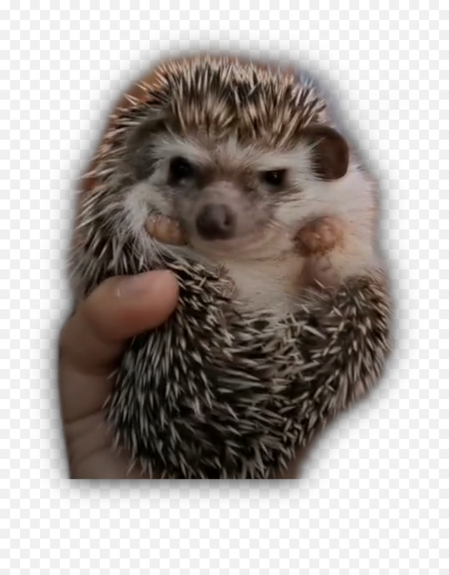 Hedgehogs Chicken Pets Sticker - Domesticated Hedgehog Emoji,Hedgehog Emoji