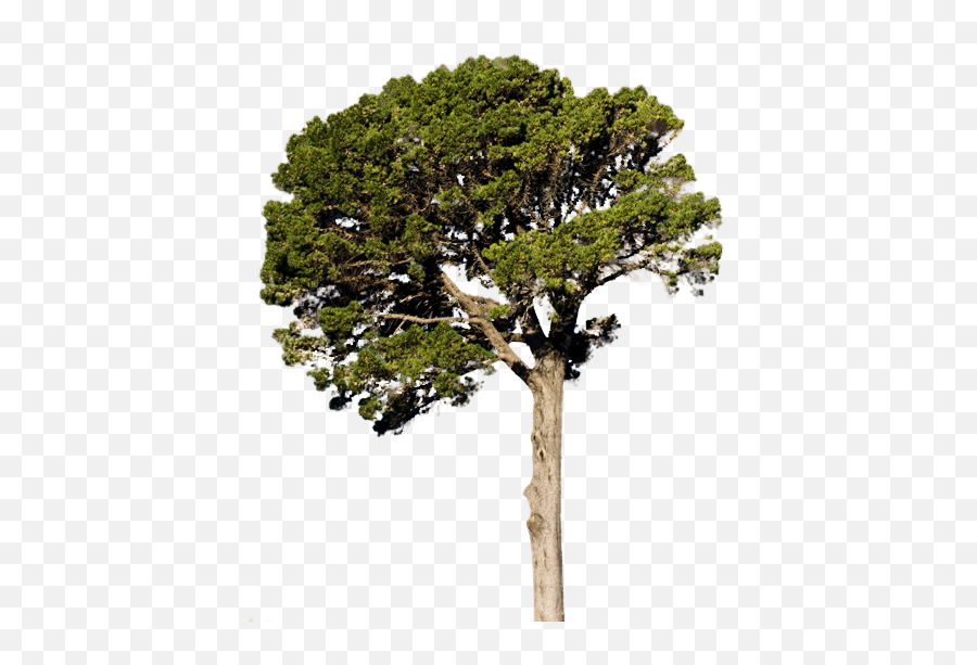 Pine Tree Psd Official Psds - Pine Tree Psd Emoji,Pine Tree Emoji