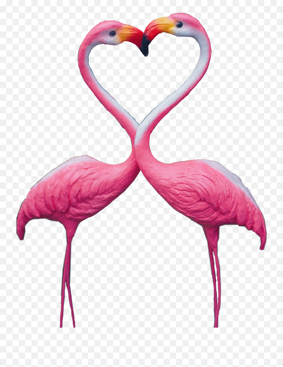 Flamingos Flamingo Flamingoheart Heart Pink Animal Aest - Greater Flamingo Emoji,Flamingo Emoji