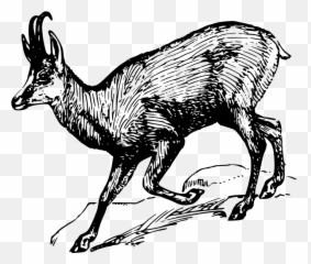 Free Alpine Nature Illustrations - Chamois Clipart Emoji