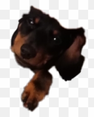 Dachshund Dog Puppy - Companion Dog Emoji,Wiener Dog Emoji