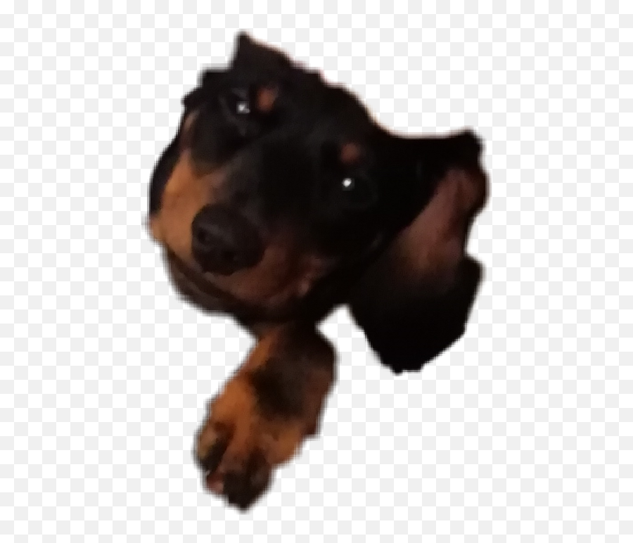 Dachshund Dog Puppy - Companion Dog Emoji,Wiener Dog Emoji