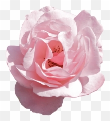 Tumblr Pink - Transparent Aesthetic Flower Png Emoji,Flower Emoji Tumblr
