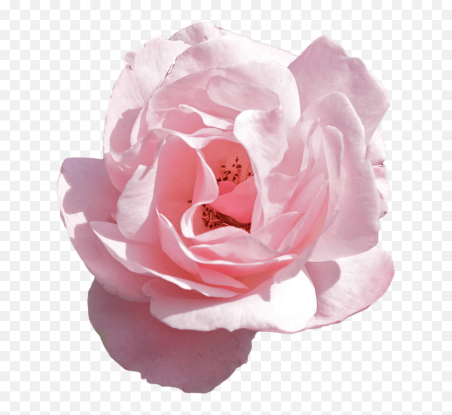 Tumblr Pink - Transparent Aesthetic Flower Png Emoji,Flower Emoji Tumblr