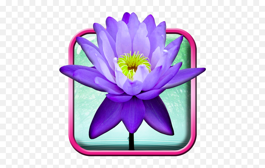 Lotus Flower Live Wallpaper On Google Play Reviews Stats - Blue Water Lily In Black Emoji,Lotus Flower Emoji