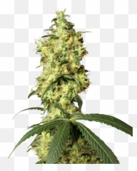 Tangerine Dream Auto - Flowering Feminized Cannabis Seeds Hindu Kush Auto Plant Emoji,Weed Plant Emoji