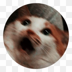 Weymouth House Of Pizza - Blurry Cat Falling Meme Emoji,Fingers Crossed Emoticon