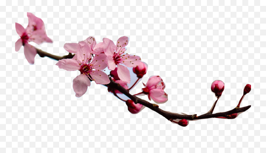 April 2015 - Cherryville Cherry Blossom Festival 2018 Emoji,Car Grandma Flower Emoji
