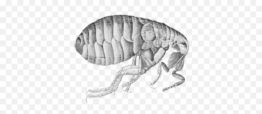 Free Png Images - Dlpngcom Micrographia De Robert Hooke Emoji,Lobster Emoji Iphone