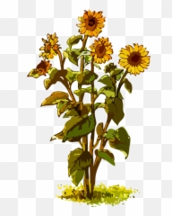Plants And Their Seeds Emoji