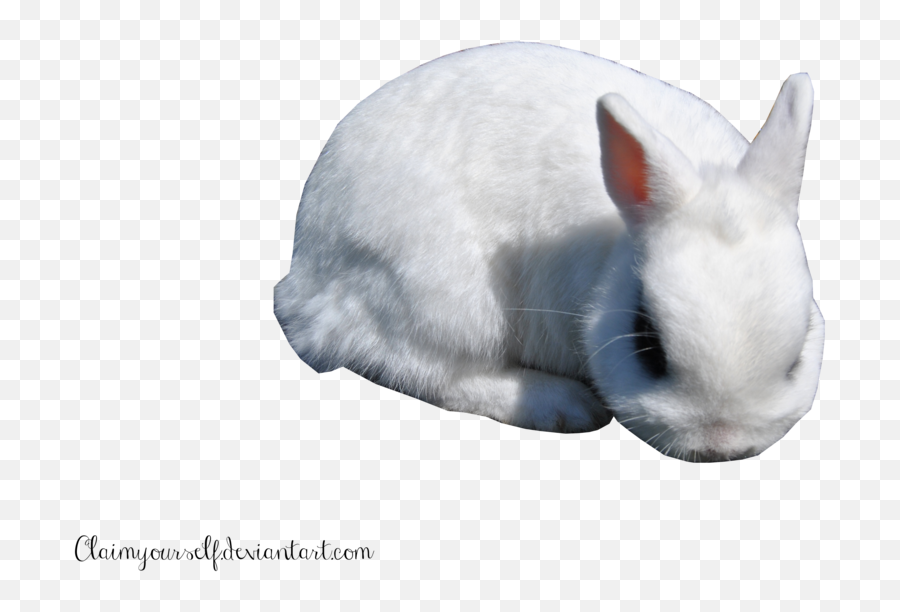 Download Free White Rabbit Clipart Icon - Rabbit Emoji,White Rabbit Emoji