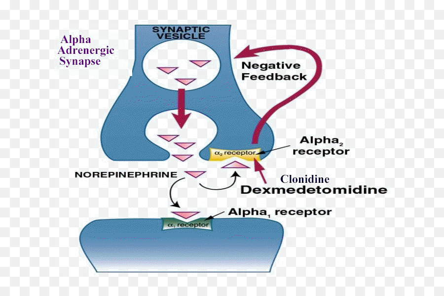 Альфа 2 рецепторы. Alpha adrenergic receptor. Альфа 2 рецепторы механизм. Альфа рецепторы схема.