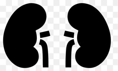 Kidney Clipart Kidney Outline Kidney - Kidney Clipart Emoji,Kidney Emoji