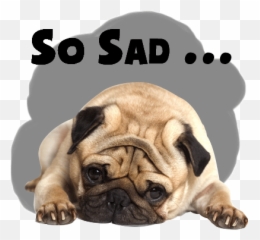 Handsome Pug Puppy Animated by Hung Hoang The - Sad Cartoon Gif Emoji