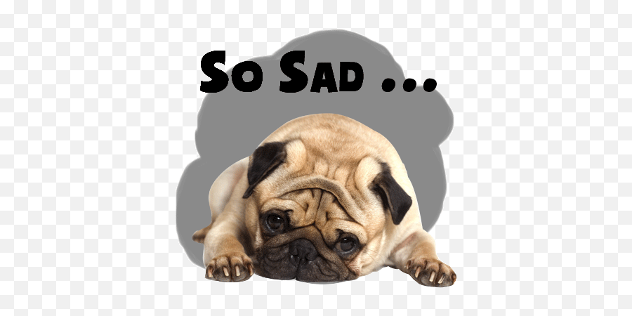 Handsome Pug Puppy Animated By Hung Hoang The - Sad Cartoon Pug Gif Emoji,Sad Dog Emoji