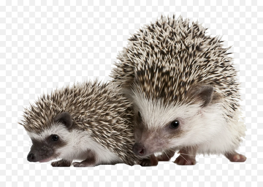 Happy Hedgehog - Hedgehog Pet Transparent Emoji,Hedgehog Emoji