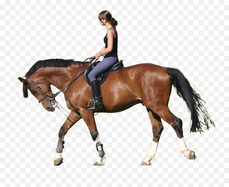 Horse Horses Riding Horseriding - Riding A Horse Png Emoji,Horse Riding Emoji