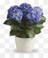 Find the Flower Symbol for your Astrology Sign Teleflora - Blue Hydrangea Plant Emoji