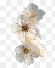 Cherry Blossom Hd Png Download - White Flowers Tumblr Transparent Emoji,Cherry Blossom Emoticon