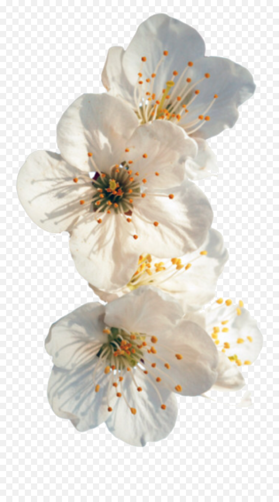 Cherry Blossom Hd Png Download - White Flowers Tumblr Transparent Emoji,Cherry Blossom Emoticon
