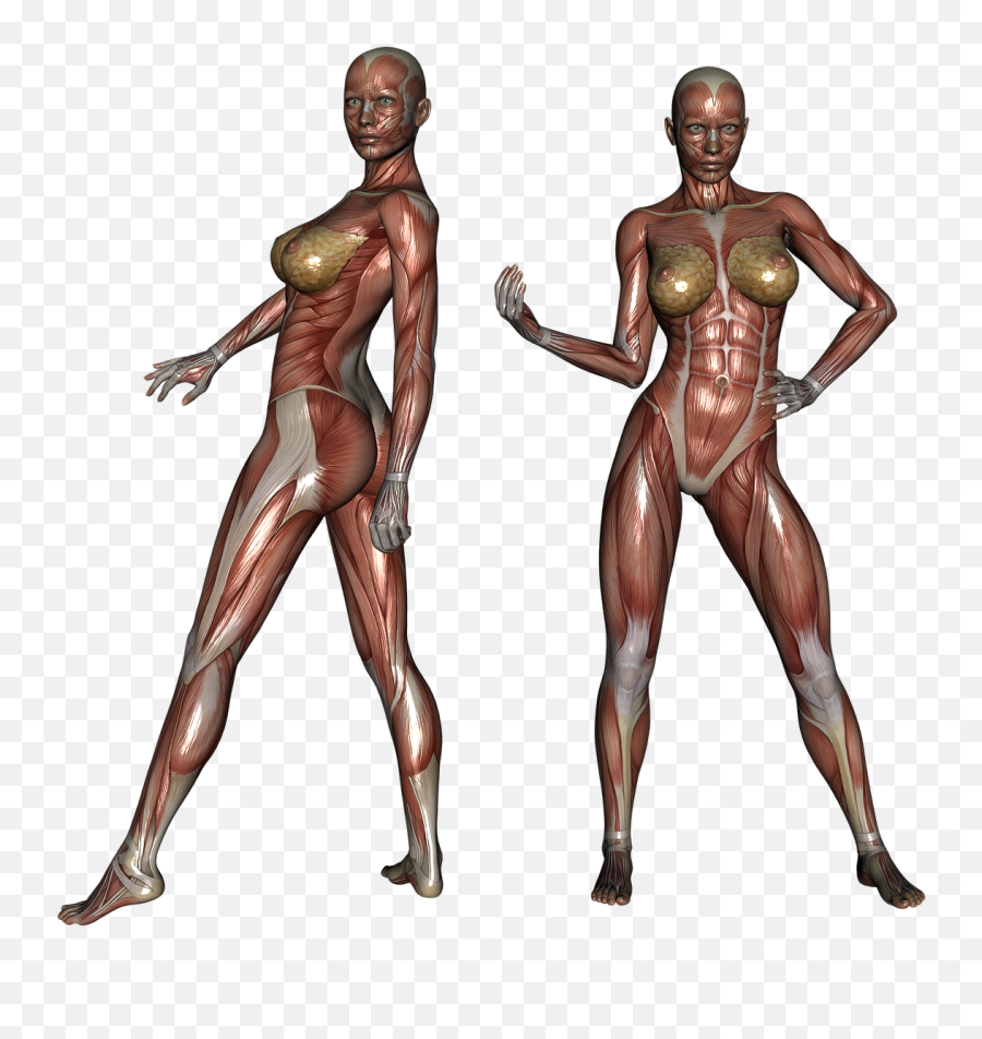 Muscle Muscular Woman Body Bodybuilder - Woman Body Muscles Emoji,Flexing Bicep Emoji