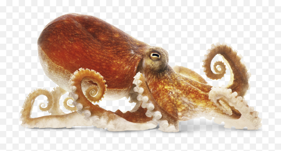 Octopus - Common Octopus Png Emoji,Octopus Emoji Android