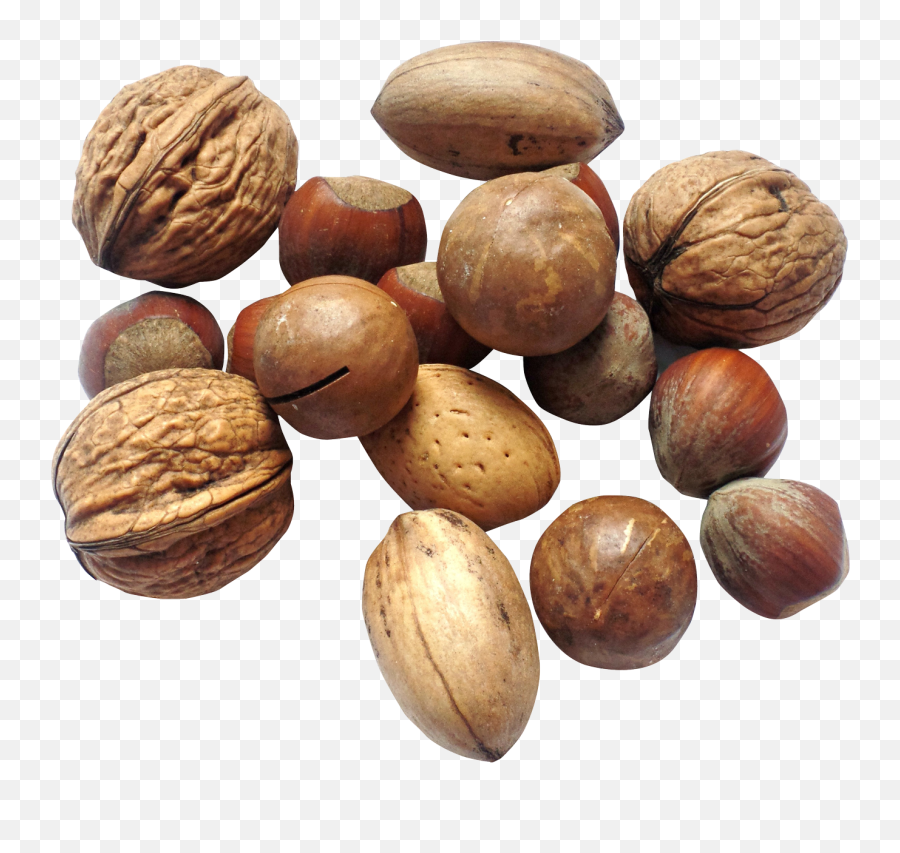 Nuts Acron Transparent Png Clipart - Nut Png Emoji,Walnut Emoji