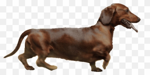 Top Dog Puppy Dark Souls Stickers For - Weiner Walking Gif Emoji