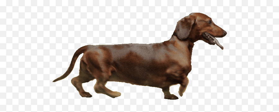 Top Dog Puppy Dark Souls Stickers For - Weiner Dog Walking Gif Emoji,Wiener Dog Emoji