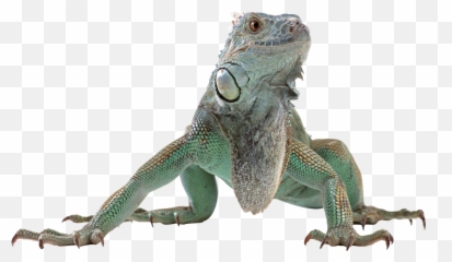 Download - Lizardpngtransparentimagestransparent Transparent Background Lizard Png Emoji,Lizard Emoji